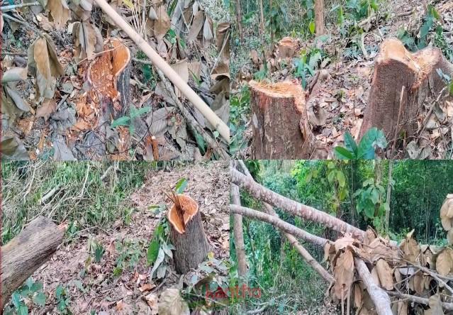 লামা ও আলীকদমে রিজার্ভ ফরেস্ট গিলে খাচ্ছে শক্তিশালী ভূ-দখলদার সিন্ডিকেট